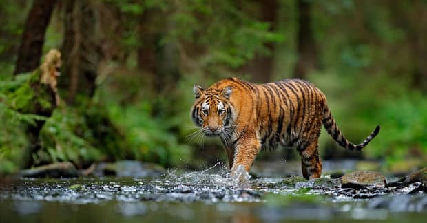 Beer and Fashion Brands Team up to Help the WWF Save Tigers