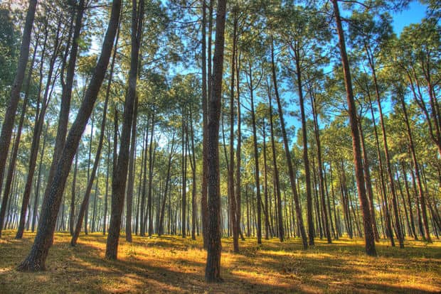 The Indian Man Who Planted a Forest to Save an Island
