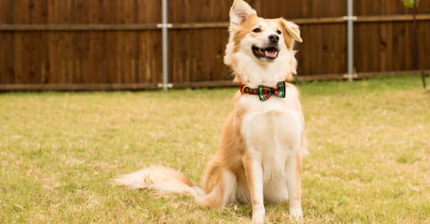 This Boy Makes Bow Ties for Pets to Help Them Get Adopted