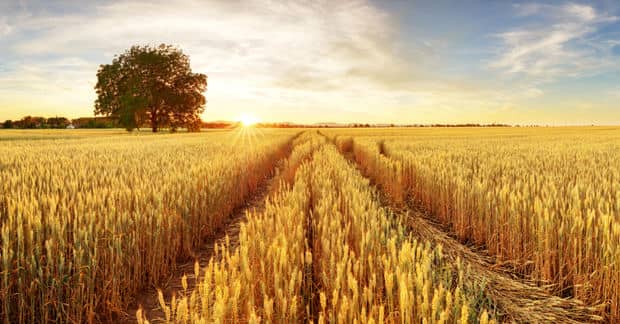 General Mills is Planning on Regenerating 1 Million Acres of Farmland