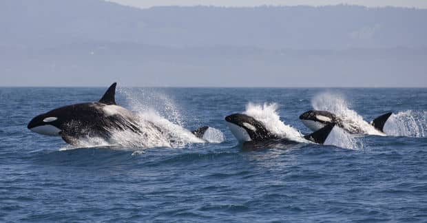 Canada Bans Keeping Whales and Dolphins in Captivity