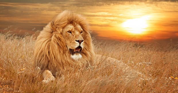 11 Wildlife Organizations You Should Know