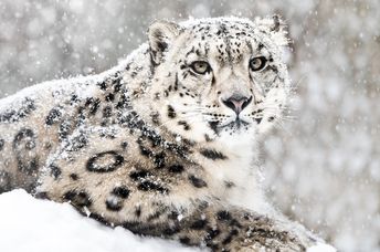 Frontal Portrait of Snow Leopard in Snow Storm