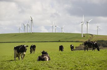 Cows graze in front of wind turbines in Cornwall, UK.