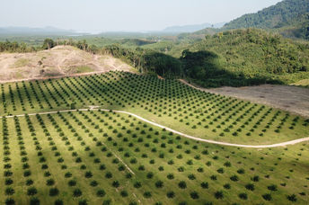 Aerial photo of a palm oil plantation in Southeast Asia