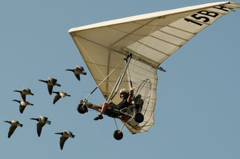 Christian Moullec pictured during his first flight with barnacle geese more than 20 years ago.