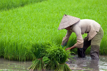 rice paddy