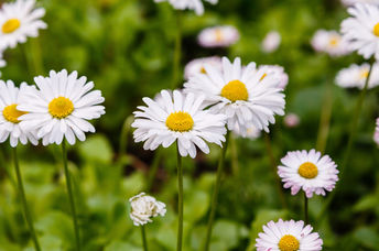 Daisies stand in the grass against a backdrop of a blue heaven with clouds