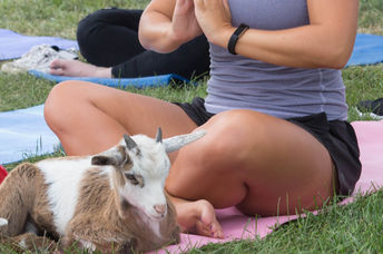 (Arizona Goat Yoga)