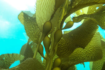 Kelp plant floating underwater.