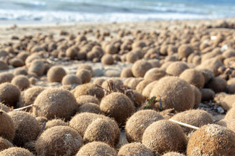 Neptune balls on the shore.