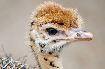 This baby emu does animal assisted therapy.