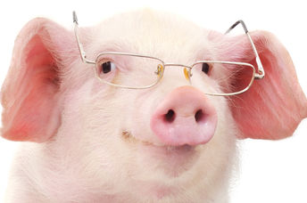 A cute micro pig wearing glasses looks very intelligent!