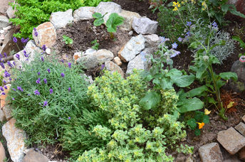 Backyard landscaping that uses native plants.