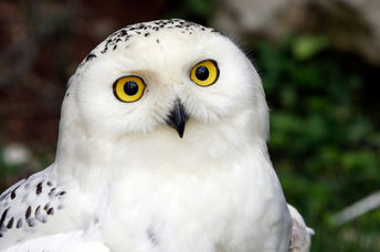 Female snowy owl spotted