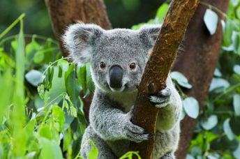 A koala climbing a tree.