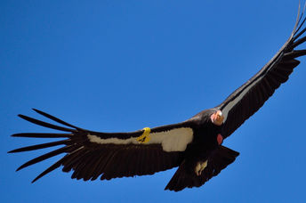 A rare California condor in flight
