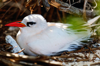 Cook Island bird
