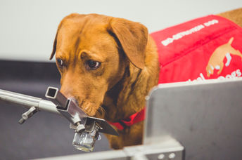 Disease detection dog sniffing for prostate cancer.