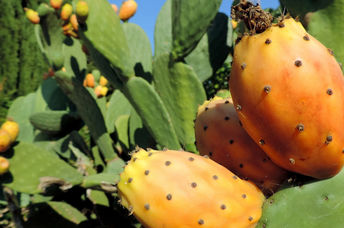 The cactus pair may become a new superfood crop.