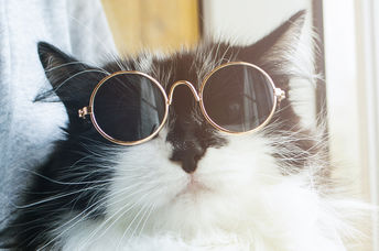 A fluffy cat proudly wears sunglasses.