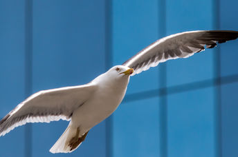 Glass building design tweaks can delight ornithologists, turning any city into a bird sanctuary