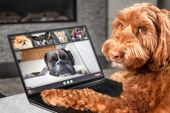 Dogs enjoying immersive video