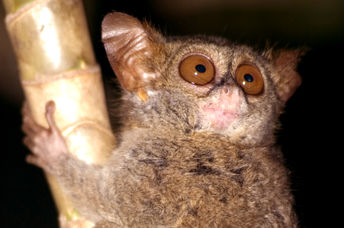 Pygmy tarsier primate in Indonesia for Earth Day