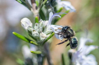 A native bee pollinating a flower.