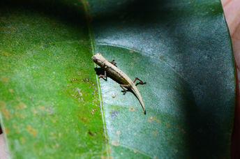 The tiniest chameleon in the world is seen on a leaf in the palm of a man’s hand.