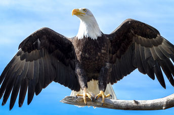American bald eagle population is coming back.