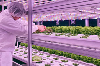 Lettuce growing under LED lighting in a vertical farm