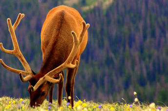 Elk grazing
