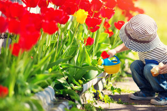 A young boy is watering tulips with a toy watering can.