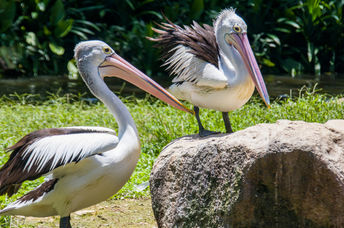 Australian pelicans