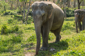 Retired elephants in an animal  sanctuary.