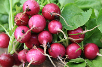 Red globe radishes are very healthy.