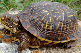 An endangered ornate box turtle.
