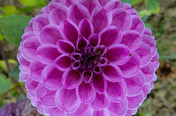 A dahlia flower’s petals display beauty, mathematics, geometry, and perfection.