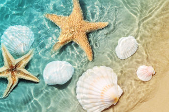 Starfish and shells at the beach.