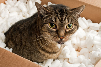 Packing peanuts cushion anything.