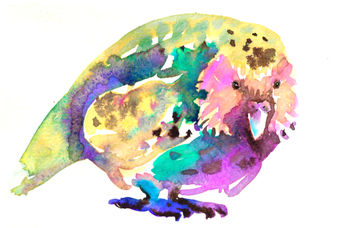 New Zealand's endangered kakapo parrot