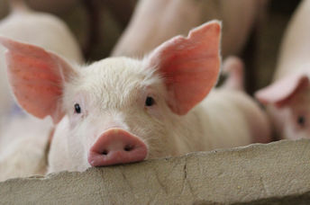 Pigs on an animal farm.