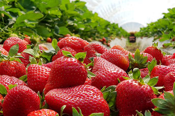 Strawberry fields that are ready for picking.