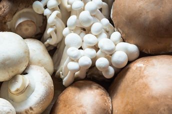 All of these mushroom varieties have health benefits.