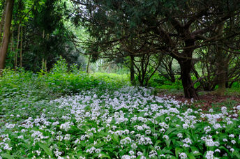 A small urban forest in Utrecht.