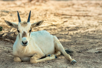 Baby Arabian oryx (Oryx leucoryx) in a nature reserve
