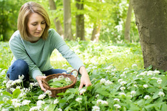 Woman picking wild garlic in woodland