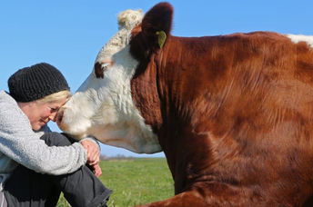Beautiful communication between a human and a cow at Hof Butenland in Germany