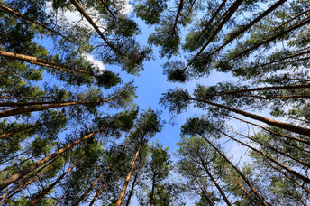 View of spring sky through pine forest